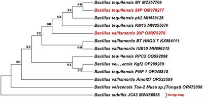 Endophytic Bacillus vallismortis and Bacillus tequilensis bacteria isolated from medicinal plants enhance phosphorus acquisition and fortify Brassica napus L. vegetative growth and metabolic content